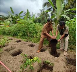 Pertanian Konservasi Tanaman jagung